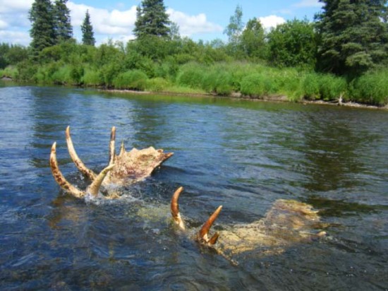 moose rack_underwater-1-lg