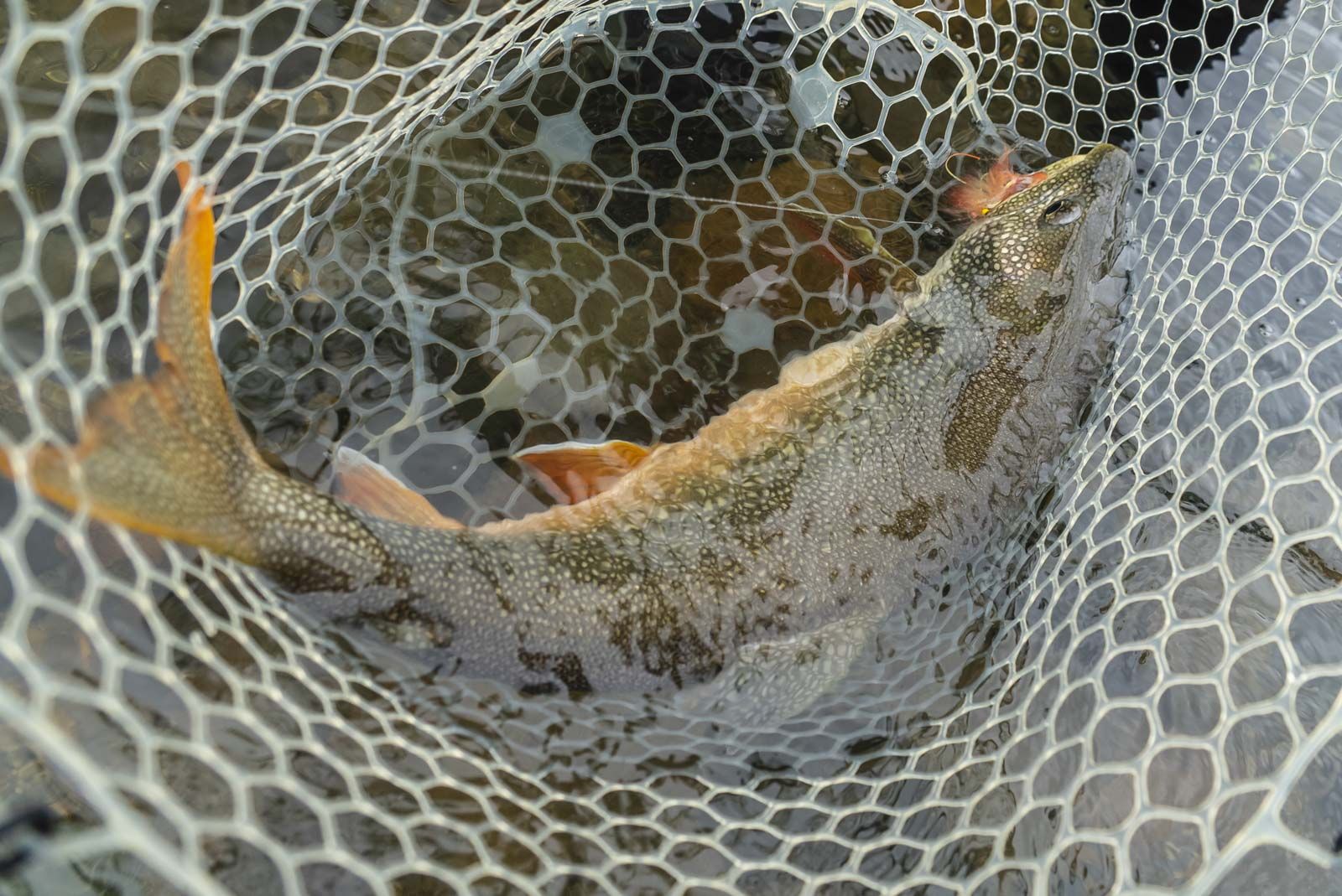 Lake trout fishing in Lake Clark 
