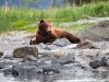 Photographing Alaska brown bears