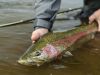 Rainbow Trout fishing Alaska 