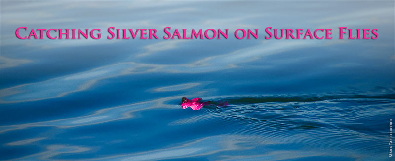 pink polly banner