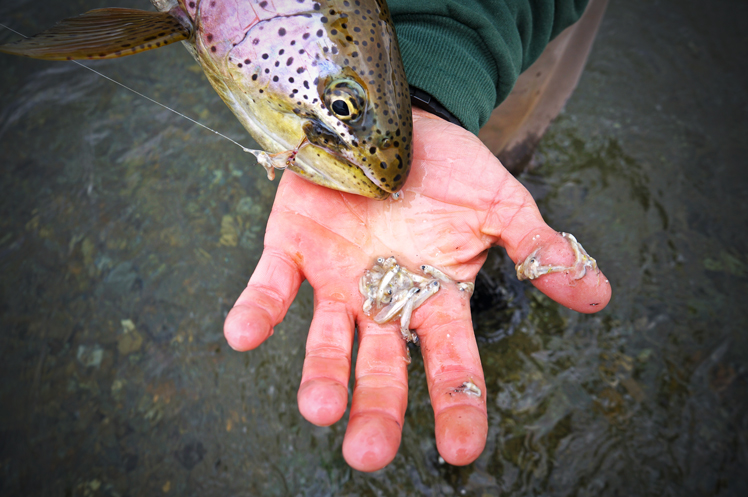 Thunder Creek Rainbow trout