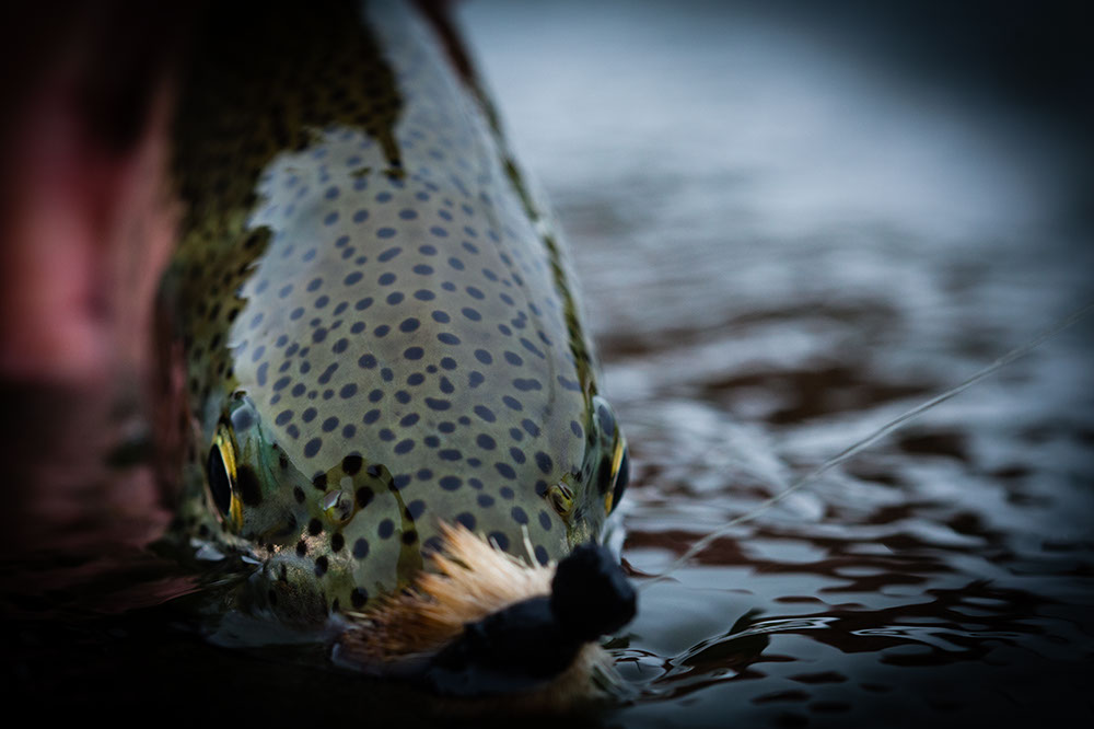 Alaska Fly Fishing Top 10 - Leopard Rainbow Trout On A Mouse