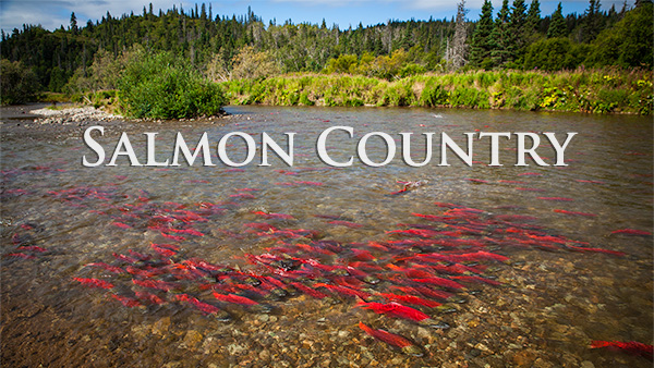 Sockeye Salmon Country Alaska