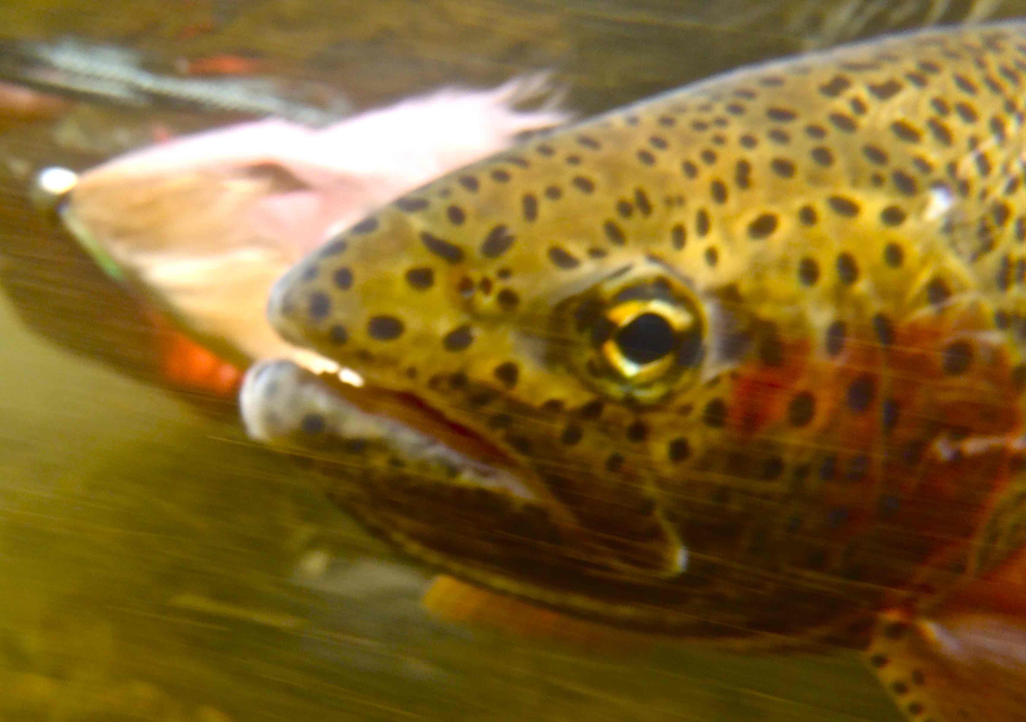 Apex 2” Trout killer Brown Trout – Superfly Flies