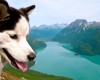 wildlife-alaska-dog-hiking.jpg