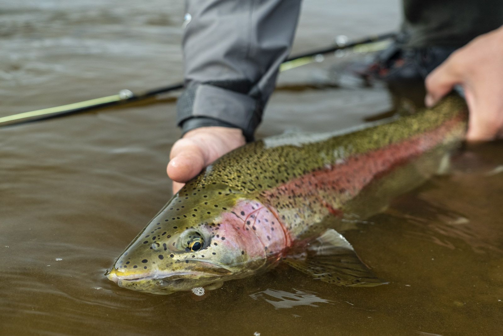 Rainbow Trout fishing Alaska 