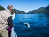 Dolphins Kenai Fjords National Park