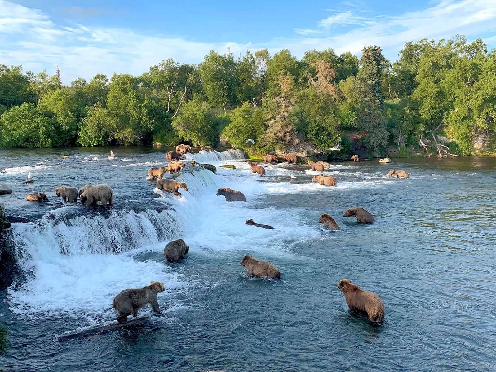 Brooks Falls Bear Viewing 
