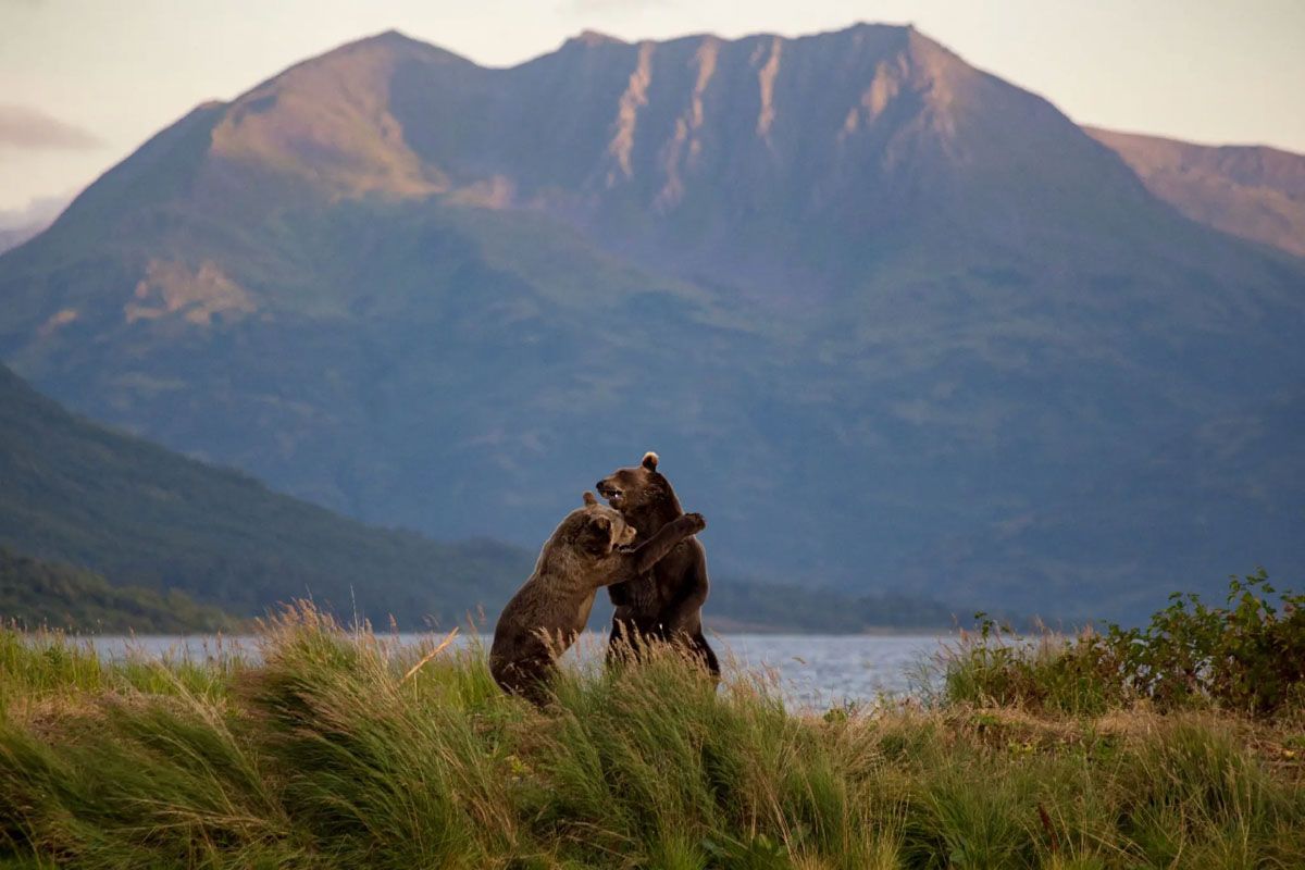 Kodiak Brown Bears Fighting