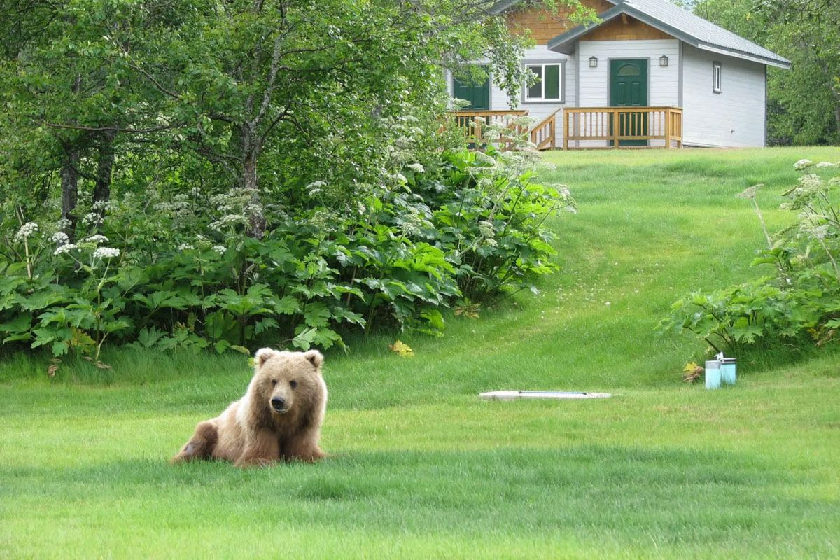 Kodiak Brown Bear Relaxing on the lawn of Kodiak Brown Bear Center