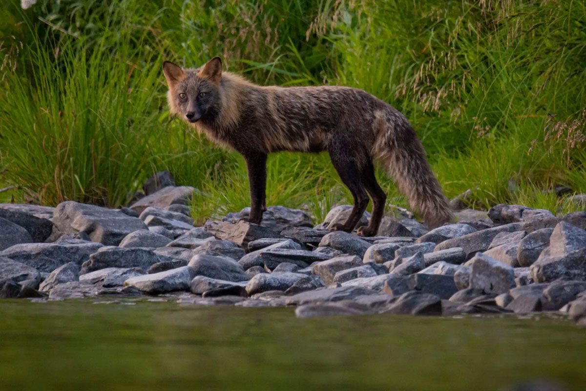 Kodiak Island fox