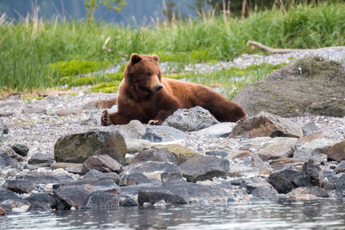 Photographing Alaska brown bears