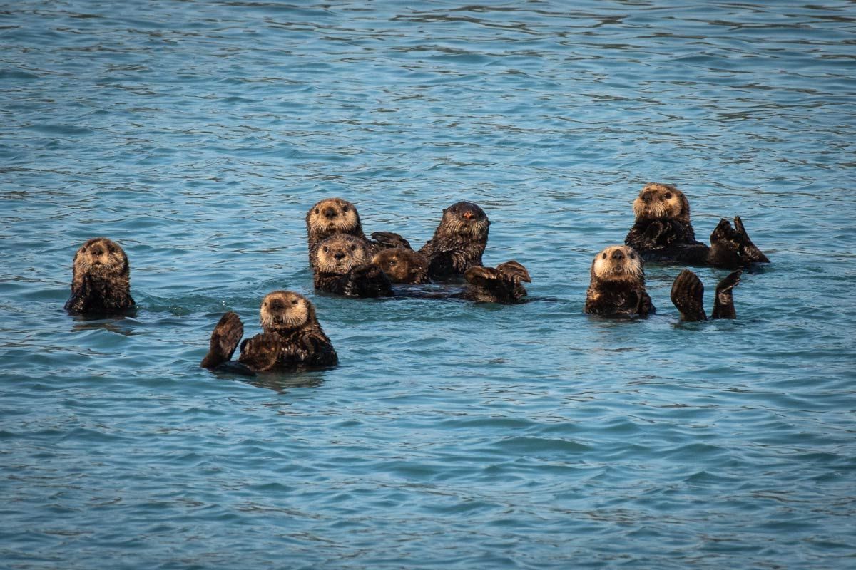 Family of wild Alaska otters