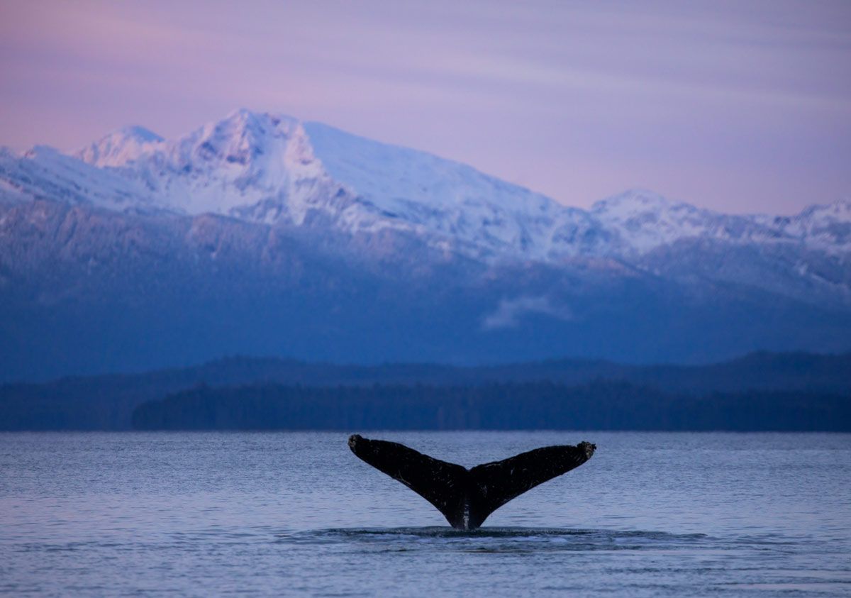 Humpback whale tale with sunset