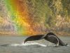 Humpback whale tail with a rainbow