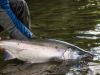 Silver salmon fishing in Katmai 