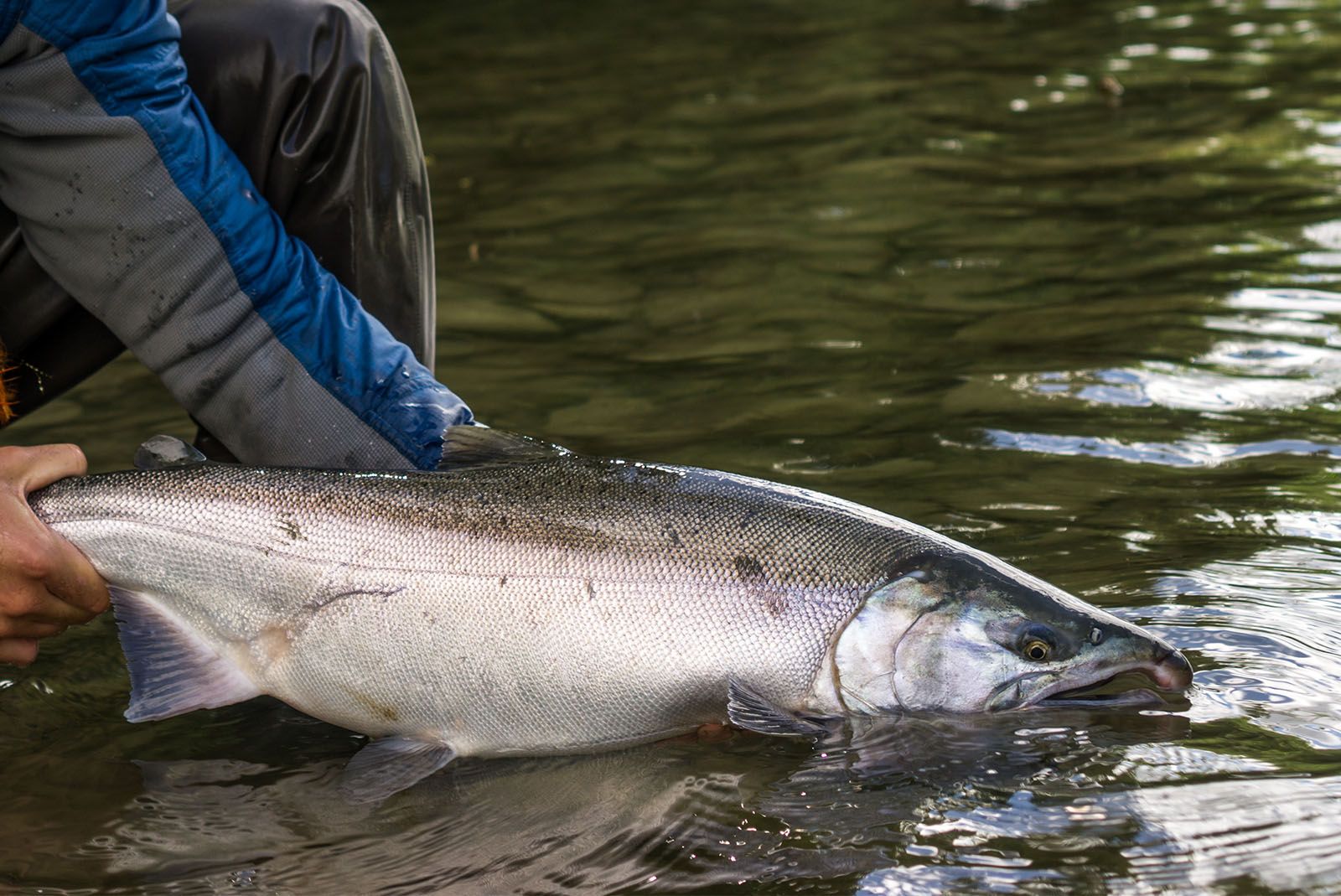 Silver salmon fishing in Katmai 
