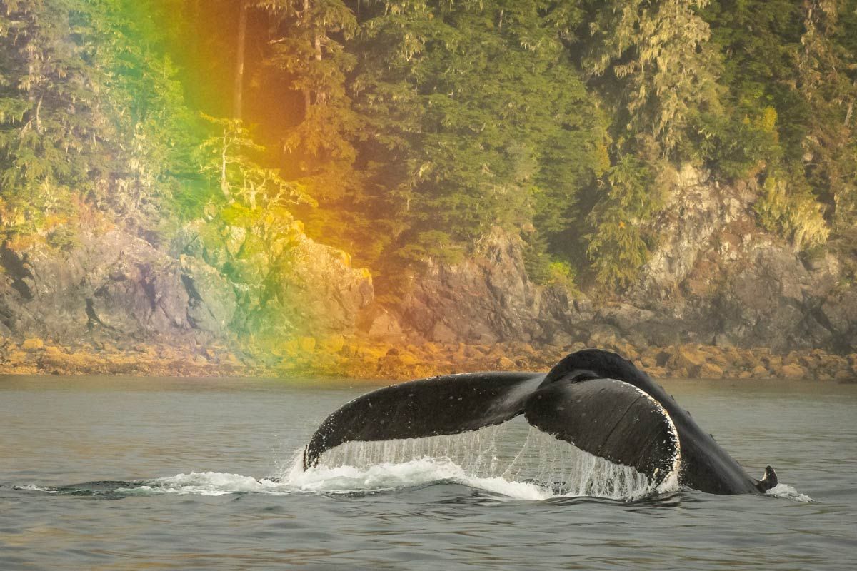 Humpback whale tail with a rainbow